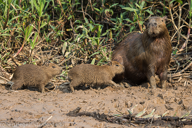 mom and 2young capybara